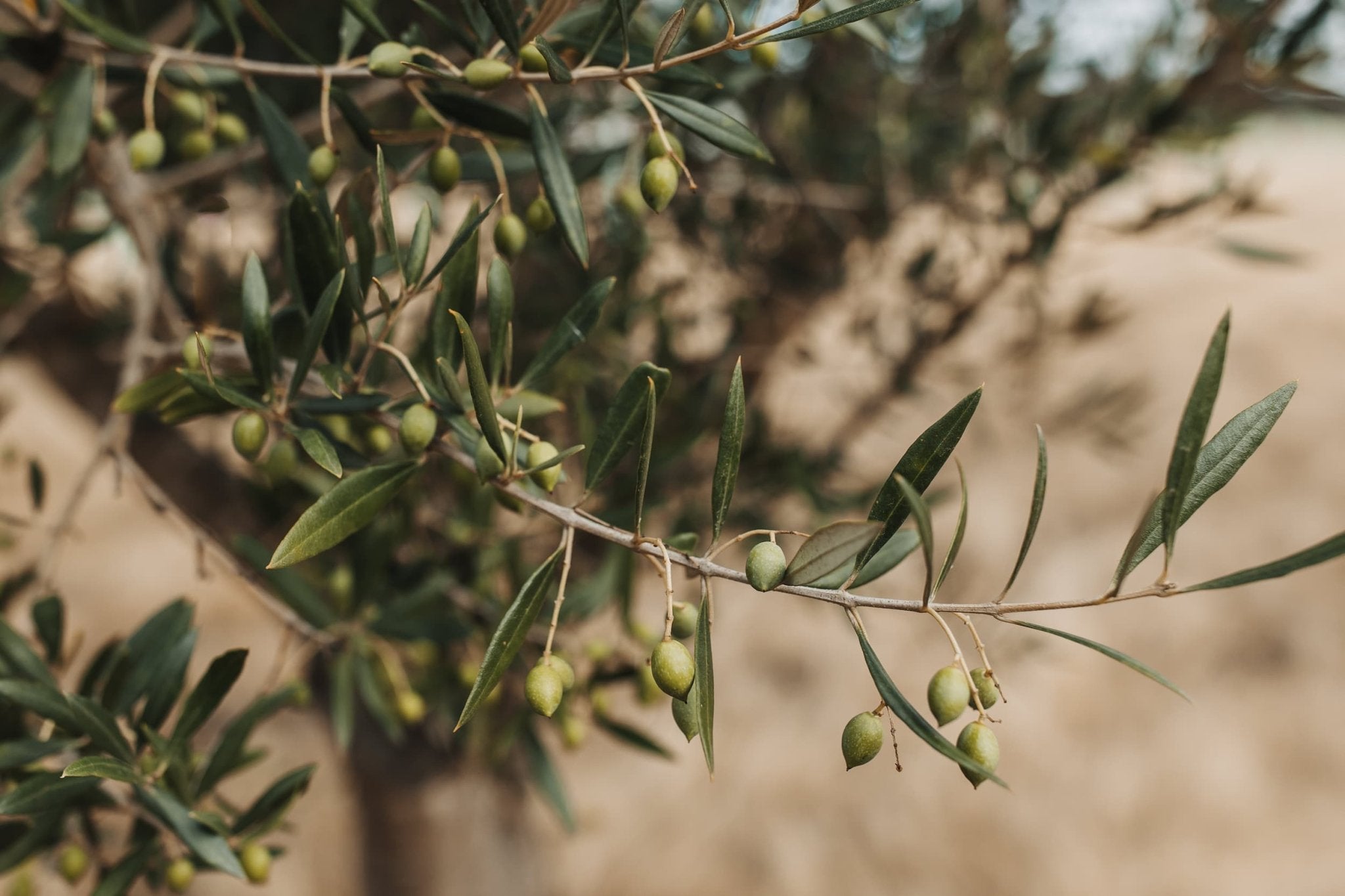 Extra Virgin Olive Oil - Kangaroo Island Olives