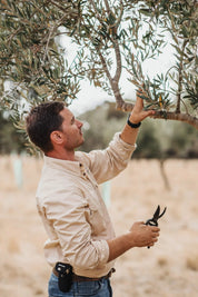 2024 First - Harvest Novello - Kangaroo Island Olives