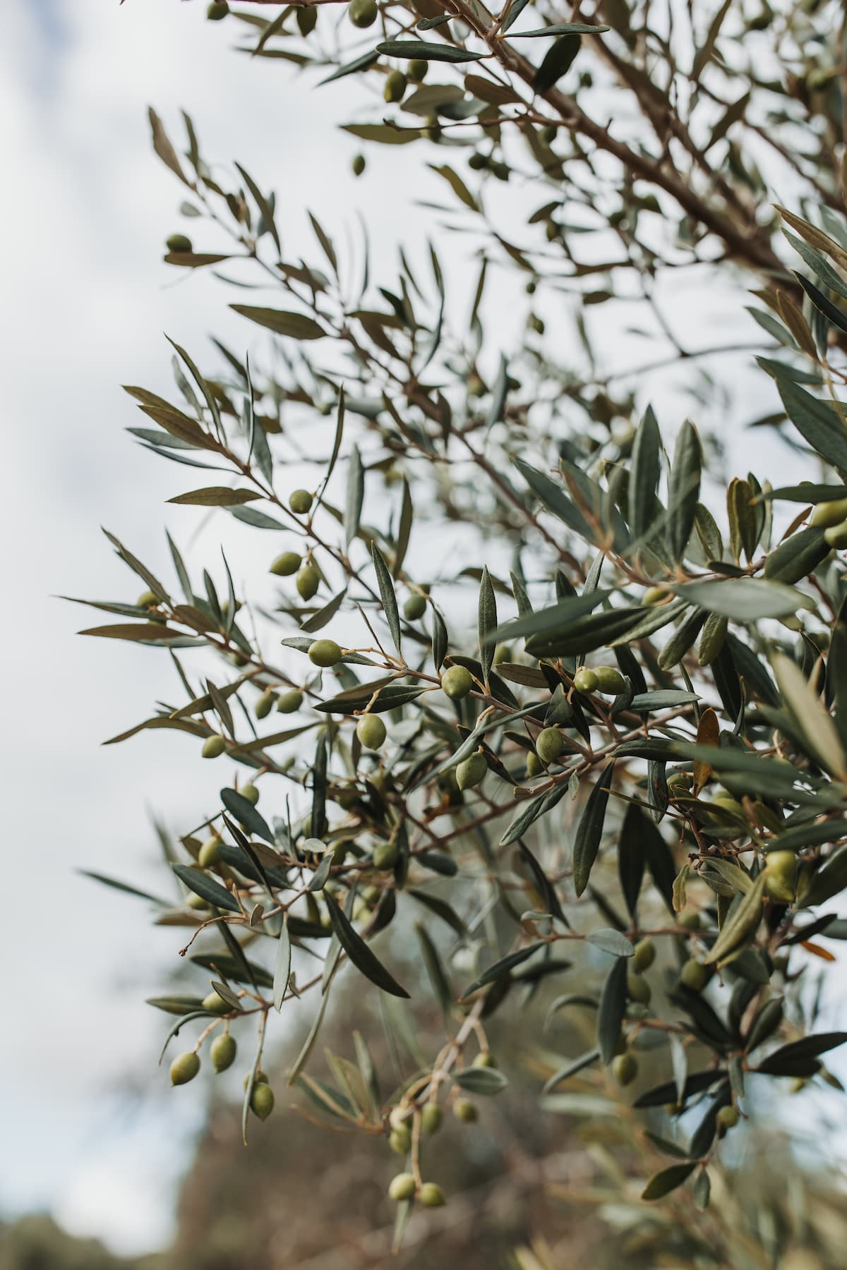 2024 First - Harvest Novello - Kangaroo Island Olives