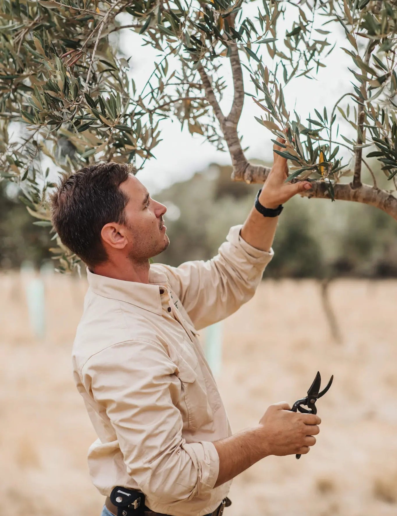 Garlic Agrumato - Kangaroo Island Olives